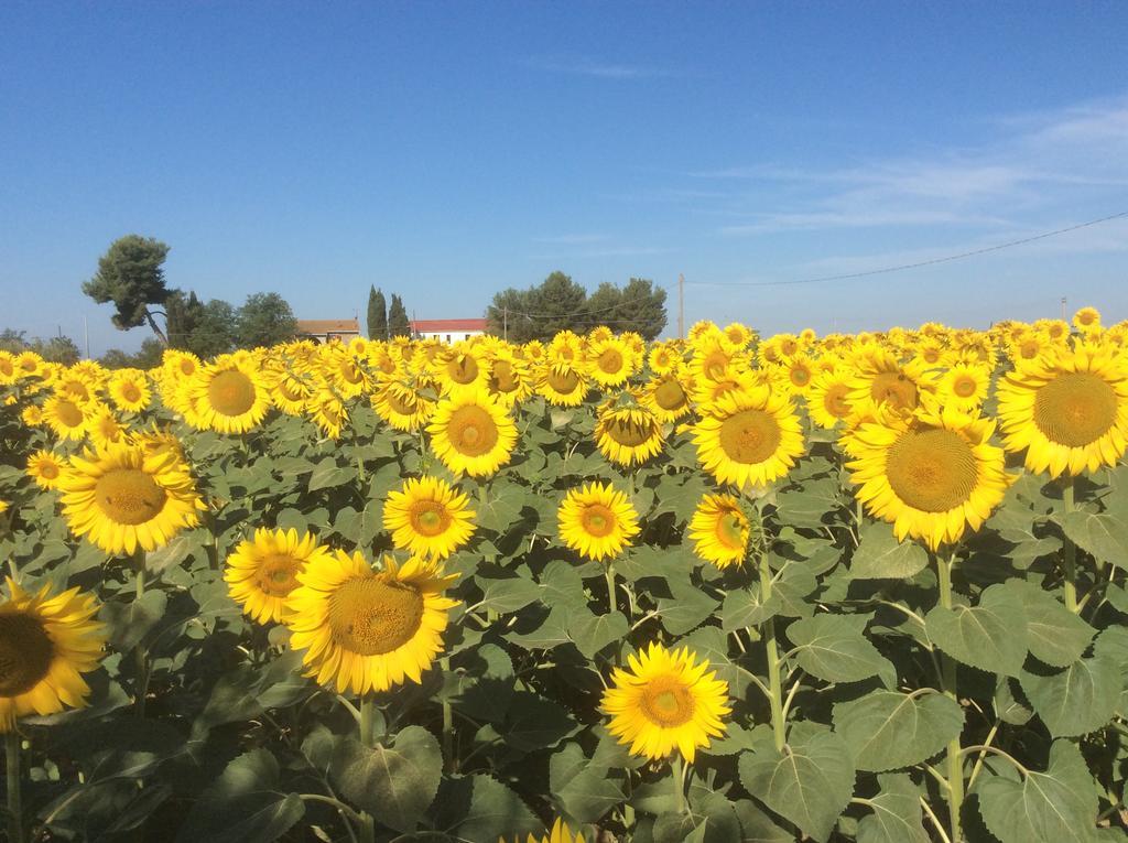 Podere Girasoli Piombino Ngoại thất bức ảnh